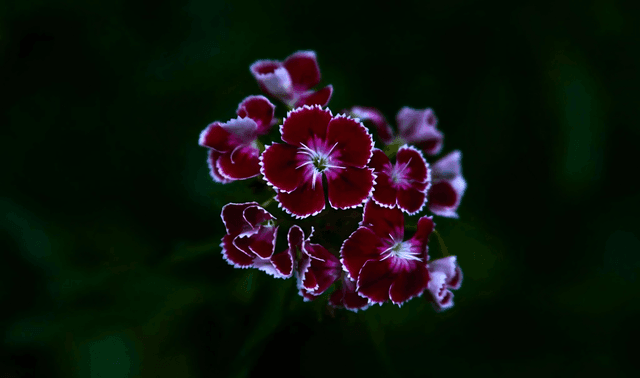 Dianthus Barbatus